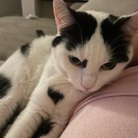 Adozione gatto dolcissimo