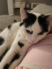 Adozione gatto dolcissimo