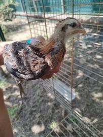 Pulcinotti Faverolles e araucana