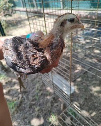 Pulcinotti Faverolles e araucana