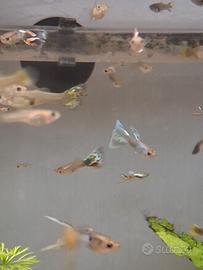 Pesci Guppy incocio endler