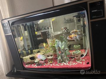 acquario a televisione 