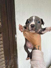 Cuccioli Amstaff