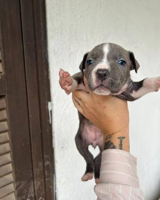 Cuccioli Amstaff
