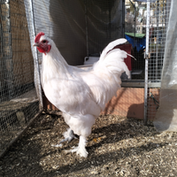 Gallo langshan croad