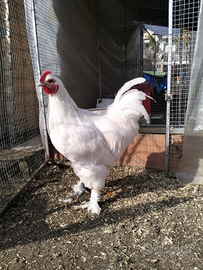 Gallo langshan croad