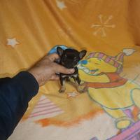 Chiwawa mini Toy
