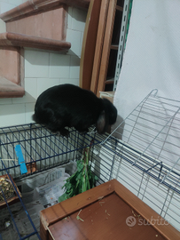 Coniglio ariete nano