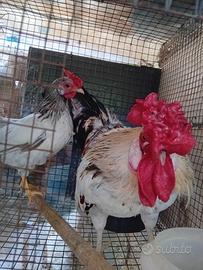 Pulcini nani razza bantam