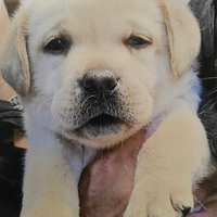 Labrador retriever miele