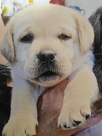 Labrador retriever miele