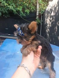 Yorkshire maschietto