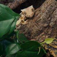 Geco Ciliatus Lilly White Femmina Adulta