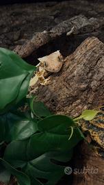 Geco Ciliatus Lilly White Femmina Adulta