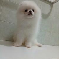 Spitz pomerania maschietto