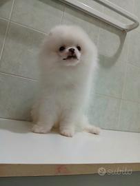 Spitz pomerania maschietto