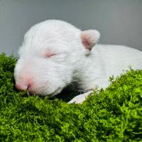 Bull terrier miniature