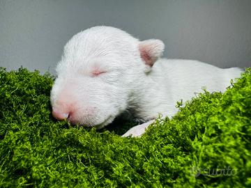 Bull terrier miniature