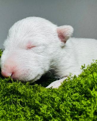 Bull terrier miniature