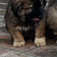 Cuccioli pastore del Caucaso