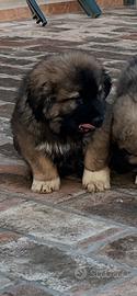 Cuccioli pastore del Caucaso
