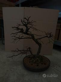 Bonsai Carpino