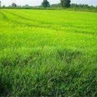 TERRENO AGRICOLO HA 16.70