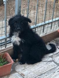 Incrocio border collie