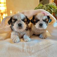 Cuccioli shihtzu