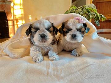 Cuccioli shihtzu