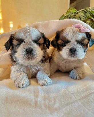 Cuccioli shihtzu