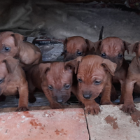 Pinscher nano cuccioli