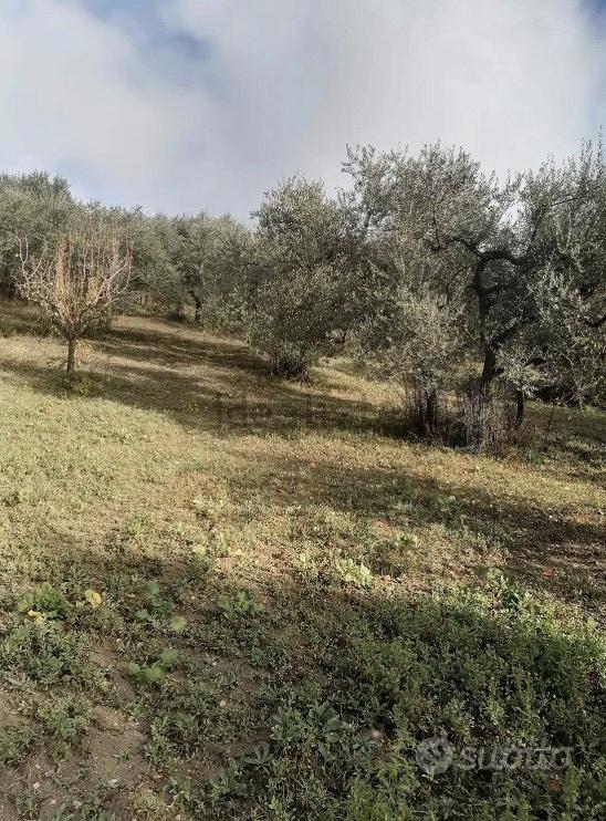 Terreno uliveto - Vista 5