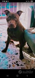 Pitbull Rednose
