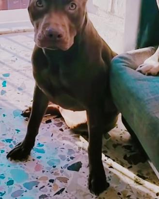 Pitbull Rednose