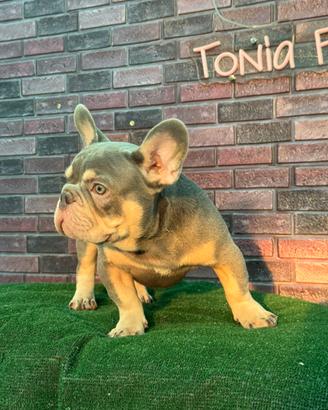 Bulldog francese