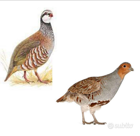 Fagiano-starna-pernice rossa-Lepre