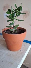 Albero di Giada (Crassula Ovata)