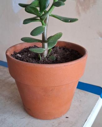 Albero di Giada (Crassula Ovata)