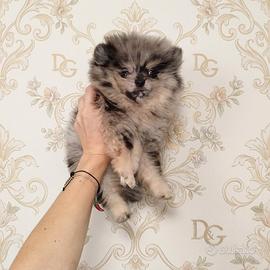 Pomerania spitz nano coreano silver merle & tan