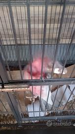 Cacatua rosa