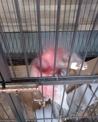 Cacatua rosa