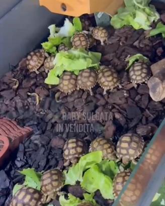 Baby Sulcata con cites
