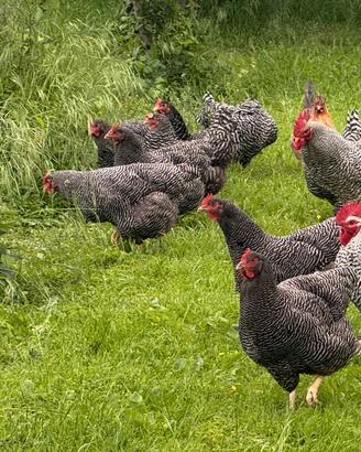 Galli galline