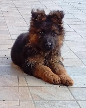 Cucciolo di pastore tedesco a pelo lungo