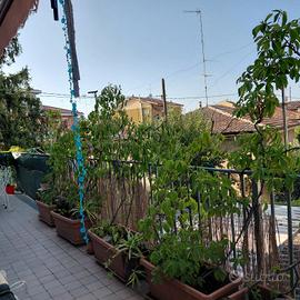 Alberi di vite canadese