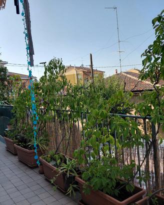 Alberi di vite canadese