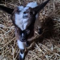 Venxesi 3 capretti tibetani