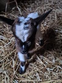 Venxesi 3 capretti tibetani