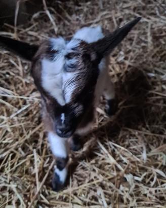 Venxesi 3 capretti tibetani